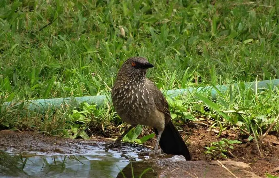 Hinde's babbler